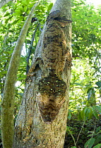 Leaf-tailed Gecko (Uroplatus fimbriatus) camouflaged, resting on a tree trunk. Nosy Mangabe, NE Madagascar.