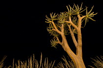Quiver tree / Kokerboom (Aloe dichotoma) at night. Namibrand Nature Reserve, on the edge of the Sossusvlei dunes, Namib Desert, Namibia.