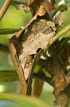 'Dead Leaf' Leaf-tailed Gecko (Uroplatus phantasticus / formerlyUroplatus ebenaui) sleeping camouflaged amongst dead and shrivelled leaves. Mantadia National Park, Eastern Madagascar.