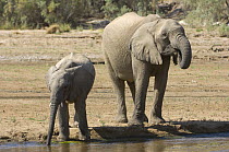 Female Desert Elephant (Loxodonta africana) with calf drinking in the virtually dry bed of the Hoarusib River, Skeleton Coast, Namibia.