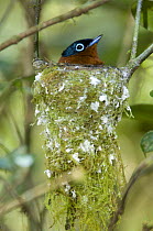 Male Madagascar Paradise Flycatcher (Terpsiphone mutata) incubating eggs on nest. Masoala National Park, NE Madagascar.