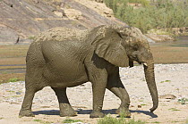 Desert Elephant (Loxodonta africana) after bathing in the dry bed of the Hoarusib River, Skeleton Coast, Namibia. July 2008.
