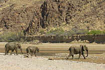 Desert Elephants (Loxodonta africana) in the dry bed of the Hoarusib River, Skeleton Coast, Namibia. July 2008.