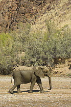 Desert Elephant (Loxodonta africana) in the dry bed of the Hoarusib River, Skeleton Coast, Namibia. July 2008.