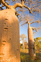 RF- Bottle Baobab tree (Adansonia rubrostipa) in Ifaty Spiny Forest, SW Madagascar. (This image may be licensed either as rights managed or royalty free.)