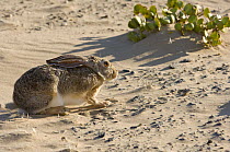 Cape Hare (Lepus capensis) crouched against strong wind. Skeleton Coast Park, Namibia.