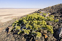 Desert succulent plant growing on Skeleton Coast Park, Namibia. July 2008.