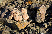 Desert succulent "Bushman's Buttocks" / Living stones (Lithops sp) Skeleton Coast Park, Namibia.