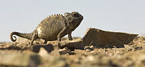 Namaqua / Desert Chameleon (Chamaeleo namaquensis) walking across rocky dunes. Skeleton Coast, Namibia.