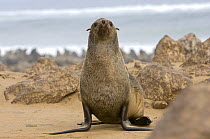 Cape Fur Seal (Arctocephalus pusillus) at colony on beach. Cape Fria, Skeleton Coast Park, Namibia. July 2008.