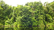 Riverine forest. Loango National Park, Gabon, Central Africa. February 2008.