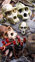 Various skulls of primates (monkey, gorilla, chimpanzee) killed / poached illegally for the bush meat trade. Loango National Park, Gabon, Central Africa. February 2008.
