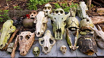 Various skulls of animals (monkey, gorilla, chimpanzee, buffalo, leopard, crocodile, tortoise) killed / poached illegally for the bush meat trade. Loango National Park, Gabon, Central Africa. February...