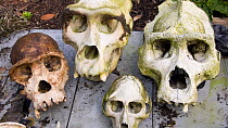 Various skulls of primates (monkey, gorilla, chimpanzee) killed / poached illegally for the bush meat trade. Loango National Park, Gabon, Central Africa. February 2008.