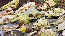 Various skulls of animals (monkey, gorilla, chimpanzee, buffalo, leopard, crocodile, tortoise) killed / poached illegally for the bush meat trade. Loango National Park, Gabon, Central Africa. February...