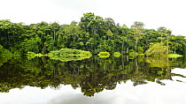 Riverine forest. Loango National Park, Gabon, Central Africa. February 2008.