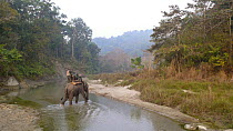 Tracking tigers on elephant. Chitwan National Park, Nepal. March 2008.