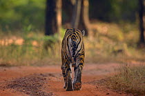 Bengal tiger (Panthera tigris tigris) rear view adult female walking along forest track. Bandhavgarh National Park, Madhya Pradesh, India.
