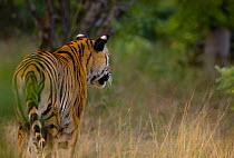 Bengal tiger (Panthera tigris tigris) a 24-month sub-adult watching for potential prey, rear view. Bandhavgarh National Park, Madhya Pradesh, India.