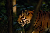 Bengal tiger (Panthera tigris tigris) sub-adult male walking through forest. Bandhavgarh National Park, Madhya Pradesh, India.