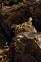 Bengal tiger (Panthera tigris tigris) an 11-month cub lies partially concealed among some rocks. Bandhavgarh National Park, Madhya Pradesh, India.
