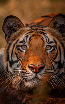 Bengal tiger (Panthera tigris tigris) head of 19-month sub-adult male lying down. Bandhavgarh National Park, Madhya Pradesh, India.