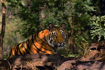 Bengal tiger (Panthera tigris tigris) a 19-month sub-adult relaxes in dappled light. Bandhavgarh National Park, Madhya Pradesh, India.