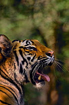 Bengal tiger (Panthera tigris tigris) a 19-month sub-adult yawning mouth open. Bandhavgarh National Park, Madhya Pradesh, India.