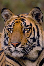 Bengal tiger (Panthera tigris tigris) portrait of a 19-month male. Bandhavgarh National Park, Madhya Pradesh, India.