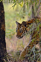 Bengal tiger (Panthera tigris tigris) an 11-month cub stalking through the forest. Bandhavgarh National Park, Madhya Pradesh, India.