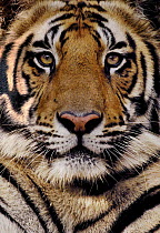 Bengal tiger (Panthera tigris tigris) portrait of a 19-month male. Bandhavgarh National Park, Madhya Pradesh, India.