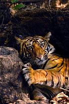 Bengal tiger (Panthera tigris tigris) portrait of an 11-month cub resting among some rocks.  Bandhavgarh National Park, Madhya Pradesh, India.
