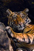 Bengal tiger (Panthera tigris tigris) an 11-month cub resting among rocks. Bandhavgarh National Park, Madhya Pradesh, India.