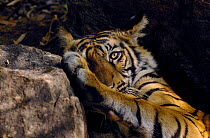 Bengal tiger (Panthera tigris tigris) a playful 11-month cub resting among rocks. Bandhavgarh National Park, Madhya Pradesh, India.