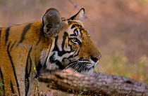 Bengal tiger (Panthera tigris tigris) profile portrait of a 19-month male. Bandhavgarh National Park, Madhya Pradesh, India.