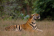 Bengal tiger (Panthera tigris tigris) a 24-month sub-adult male sniffing the air. Bandhavgarh National Park, Madhya Pradesh, India.