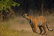Bengal tiger (Panthera tigris tigris) an adult female sniffing for scent marks. Bandhavgarh National Park, Madhya Pradesh, India.