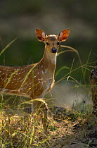Chital / Spotted deer (Axis axis) an alert fawn standing. Bandhavgarh National Park, Madhya Pradesh, India.