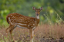 Chital / Spotted Deer (Axis axis) profile portrait of an adult female. Bandhavgarh National Park, Madhya Pradesh, India.