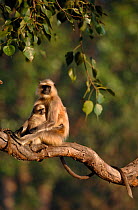 Southern plains grey / Hanuman langur {Semnopithecus dussumieri} an adult female cradling her infant in tree. Bandhavgarh National Park, Madhya Pradesh, India.