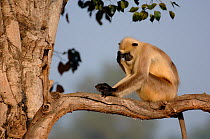 Southern plains grey / Hanuman langur {Semnopithecus dussumieri} an adult male sits in tree with his head resting on his hand. Bandhavgarh National Park, Madhya Pradesh, India.