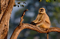 Southern plains grey / Hanuman langur {Semnopithecus dussumieri} an adult male sitting in tree. Bandhavgarh National Park, Madhya Pradesh, India.