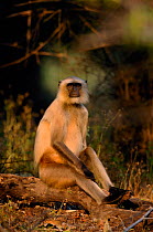 Southern plains grey / Hanuman langur {Semnopithecus dussumieri} an adult sits in a pool of sunlight. Bandhavgarh National Park, Madhya Pradesh, India.