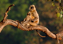 Southern plains grey / Hanuman langur {Semnopithecus dussumieri} an adult female and infant warm themselves in the first light.  Bandhavgarh National Park, Madhya Pradesh, India.