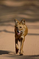 Indian wild dog / Dhole (Cuon alpinus) an adult walking quickly along a forest track. Bandhavgarh National Park, Madhya Pradesh, India.