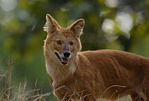 Indian wild dog / Dhole (Cuon alpinus) an adult standing on the top of a grassy bank. Bandhavgarh National Park, Madhya Pradesh, India.