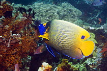 Blue-face angelfish (Pomacanthus xanthometopon). Indonesia, Indo-Pacific.