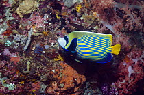 Emperor angelfish (Pomacanthus imperator) swimming past coral wall with invertebrates and soft corals. Rinca, Indonesia.
