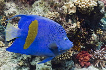 Yellowbar angelfish (Pomacanthus maculosus). Egypt, Red Sea.