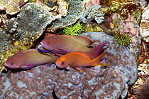 Lyretail anthias (Pseudanthias squamipinnes) two males and one female with juvenile Cleaner wrasse (Labroides dimidiatus) on coral. Rinca, Indonesia.